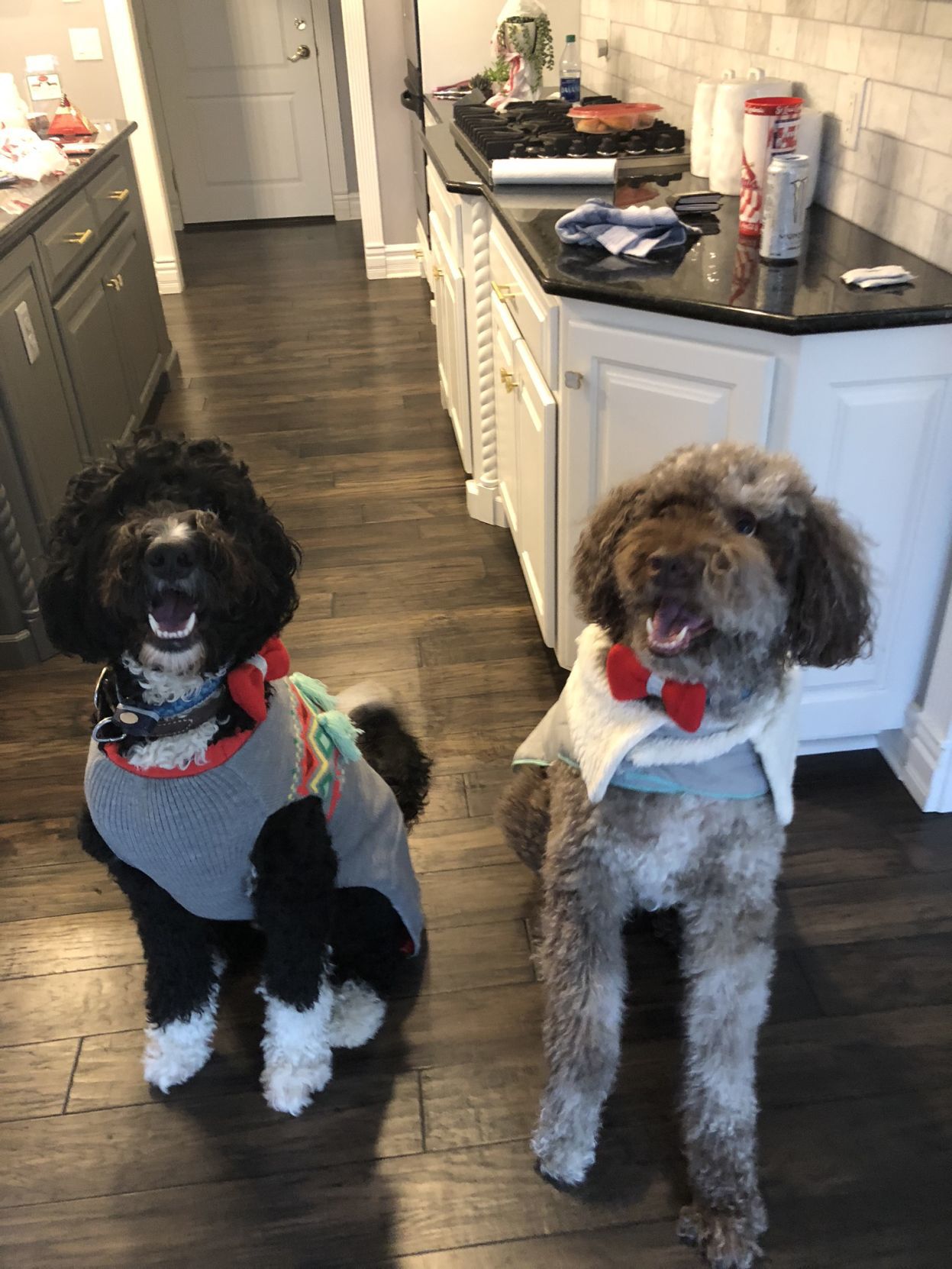Bear and Buster
